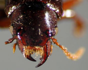 Media type: image;   Entomology 20240 Aspect: head dorsal view